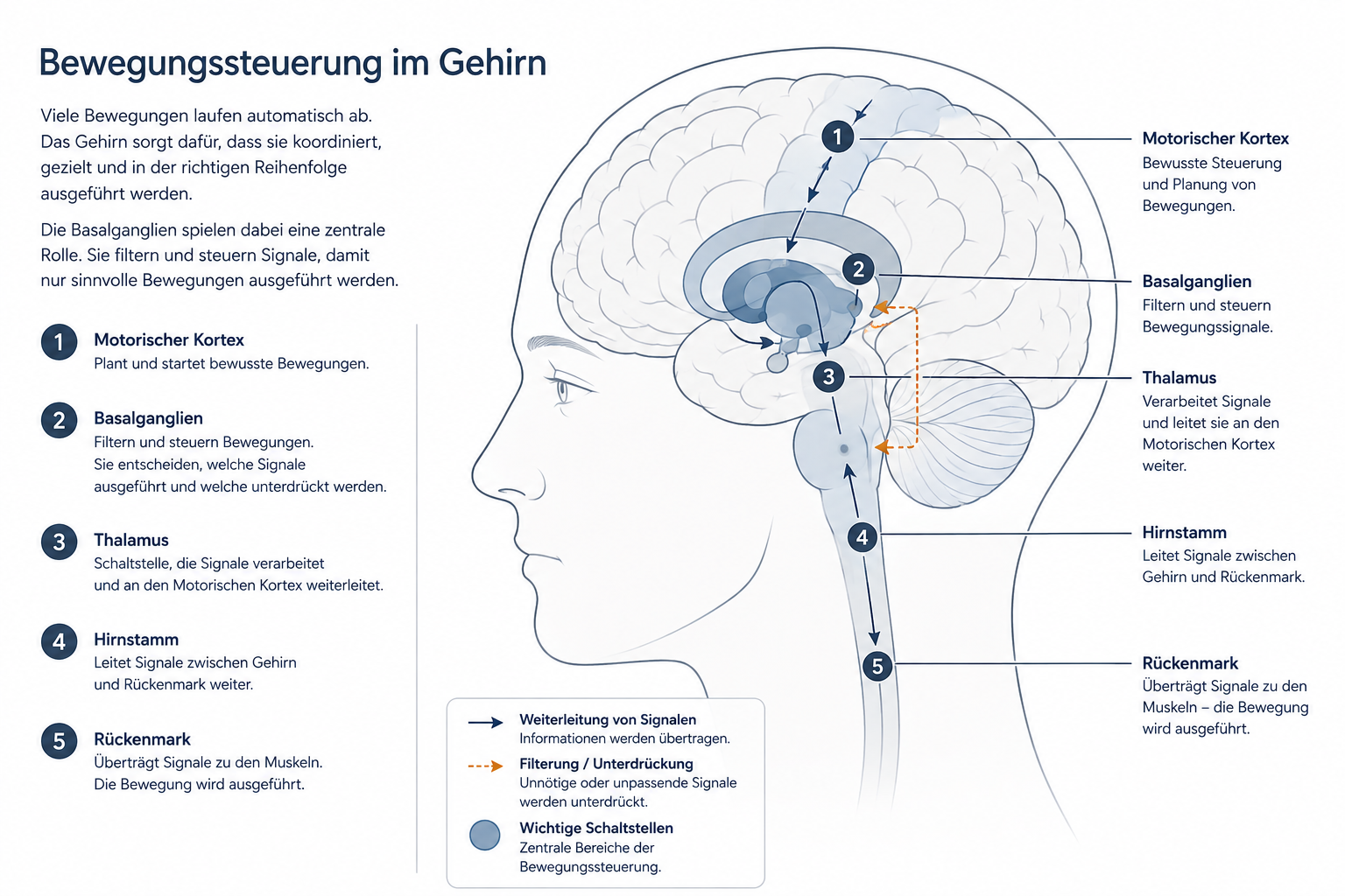 Bewegungssteuerung im Gehirn mit Basalganglien und Signalwegen